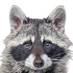 Mammal Biology Kindle eBook by Reaktion Books-0