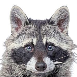 Mammal Biology Kindle eBook by Reaktion Books-0