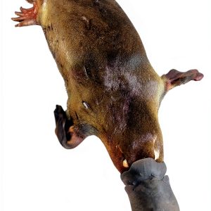 Mammals Australia Kindle eBook UChicago Press Typeset-0