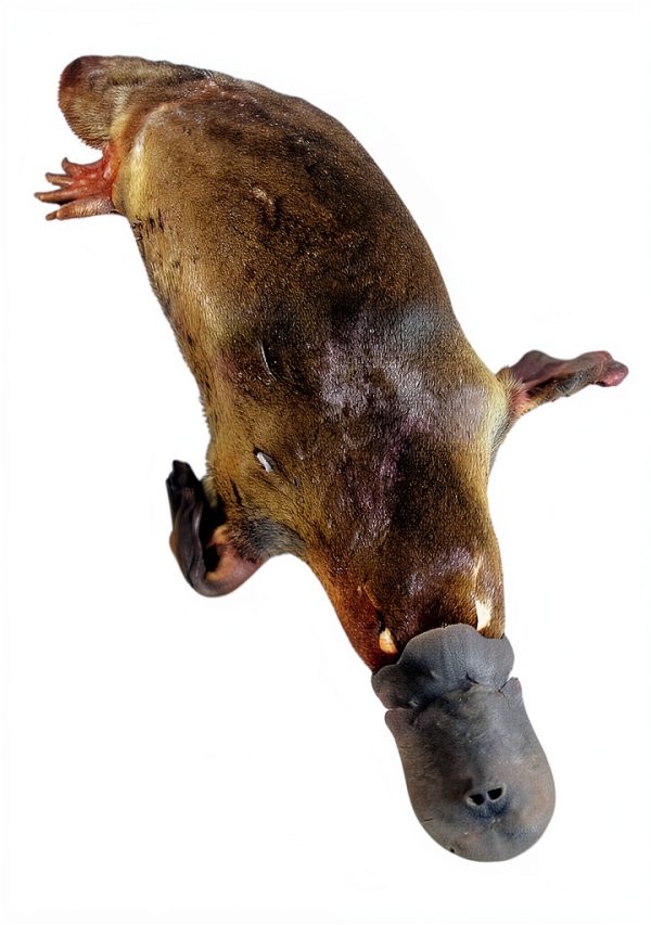 Mammals Australia Kindle eBook UChicago Press Typeset-0