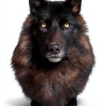 Alpha Wolves of Yellowstone Book 2 Illustrated eBook by Greystone-0