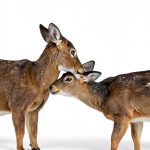 Animal Rights: A Scientific Exploration by HarperCollins e‑books-0